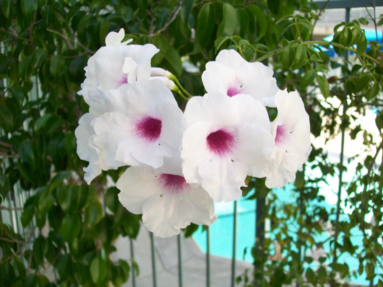Photo of Kingsbury Villas Apartments - a close up view of some flowers form the landscaping